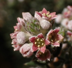Phylica purpurea