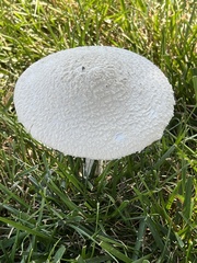 Saproamanita thiersii