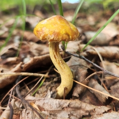 Suillus americanus