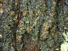 Fuscopannaria leucosticta