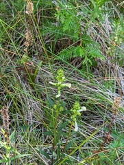 Pedicularis lanceolata