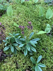 Chimaphila umbellata