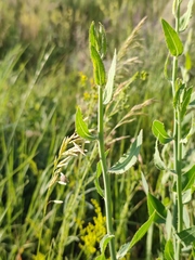 Chondrilla latifolia
