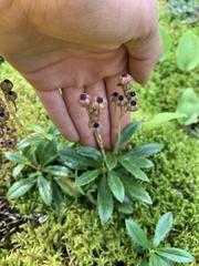 Chimaphila umbellata