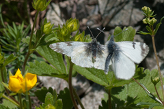 Euchloe simplonia