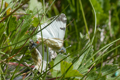Euchloe simplonia