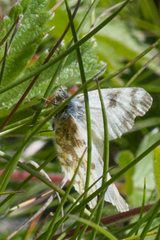 Euchloe simplonia