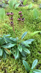 Chimaphila umbellata