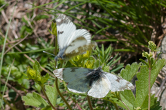 Euchloe simplonia