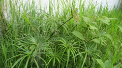 Cyperus alternifolius