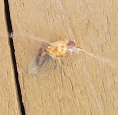 Drosophilidae