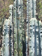 Isolatocereus dumortieri