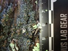 Fuscopannaria leucosticta