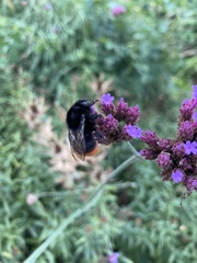 Bombus lapidarius