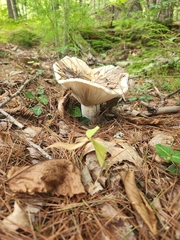 Russula brevipes