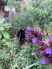 Bombus lapidarius