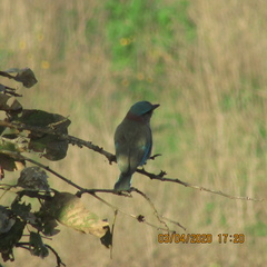 Coracias benghalensis