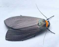 Macrobrochis staudingeri