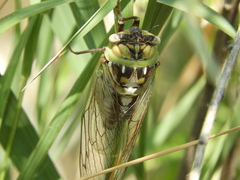 Megatibicen dealbatus