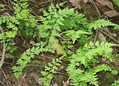 Cystopteris protrusa