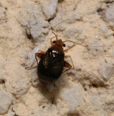 Halticus luteicollis