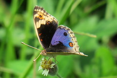 Junonia orithya wallacei
