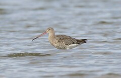 Limosa limosa