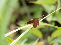 Neurothemis ramburii