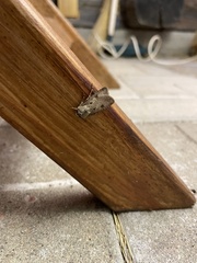 Agrotis exclamationis