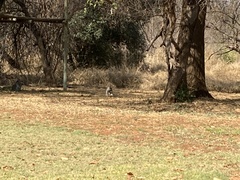 Chlorocebus pygerythrus