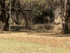 Chlorocebus pygerythrus