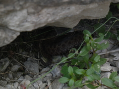 Vipera berus