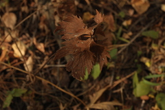 Trollius europaeus