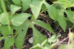 Aspidoscelis exsanguis