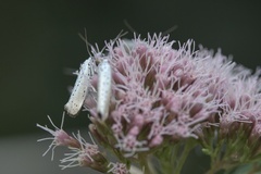 Yponomeuta evonymella