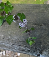 Mentha arvensis