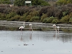 Phoenicopterus roseus