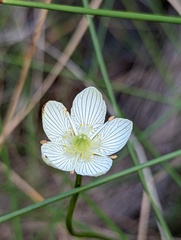 Parnassia glauca