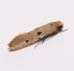 Tinea trinotella