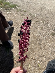 Phytolacca acinosa