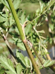 Ischnura