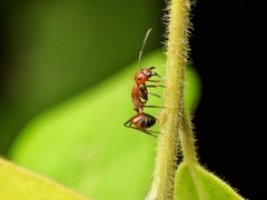 Camponotus nicobarensis