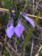 Violaceae