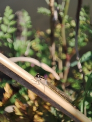 Ischnura