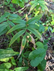 Maianthemum stellatum