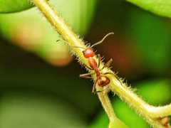 Camponotus nicobarensis