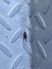 Eunemobius carolinus