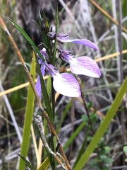 Violaceae