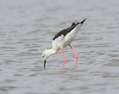 Himantopus himantopus