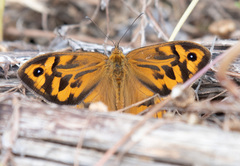 Heteronympha merope